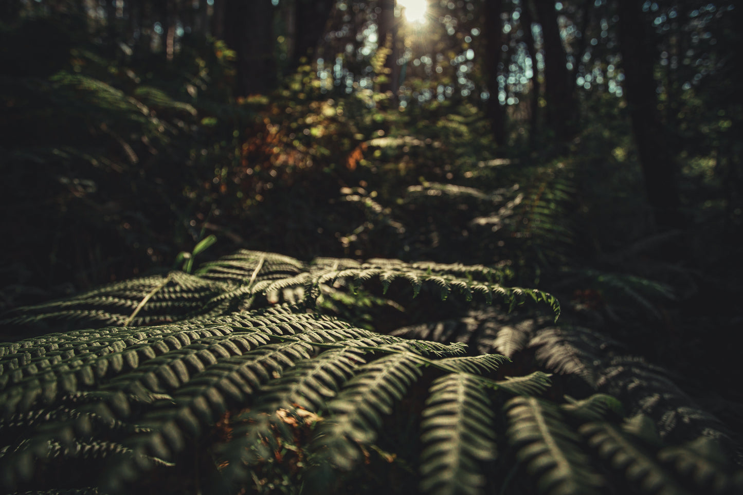 Forest Sunset
