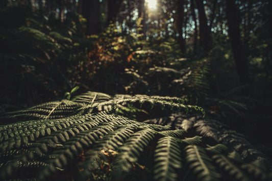Forest Sunset