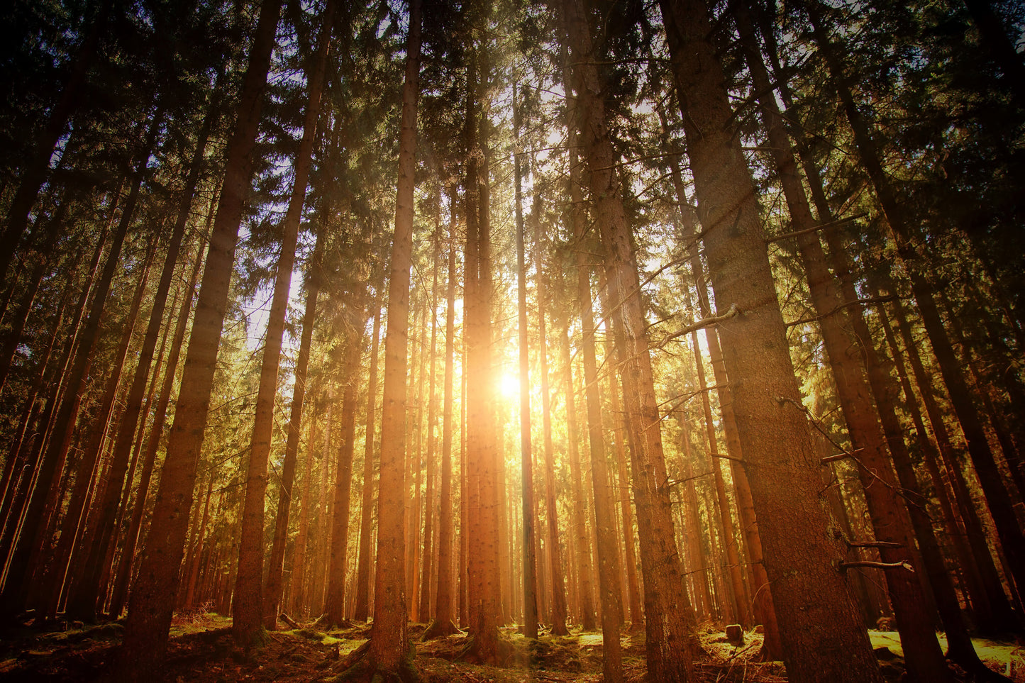 Forest Sunrise
