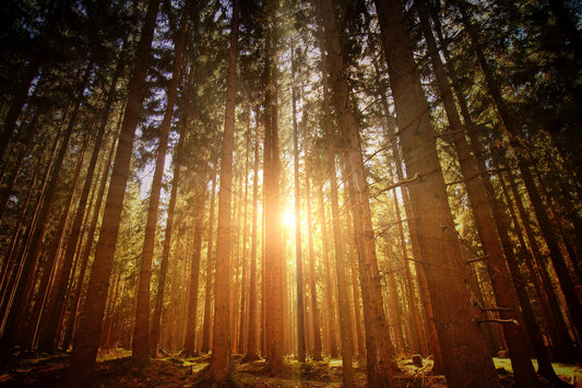 Forest Sunrise